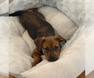 Rottweiler-Unknown Mix Dogs for adoption in Brewster, NY, USA