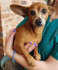 Dachshund-Unknown Mix Dogs for adoption in Spring Branch, TX, USA