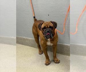 Boxer-Unknown Mix Dogs for adoption in Las Vegas, NV, USA