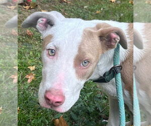 American Pit Bull Terrier Dogs for adoption in Tarboro, NC, USA