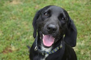 Medium Photo #1 Labrador Retriever-Unknown Mix Puppy For Sale in Athens, AL, USA