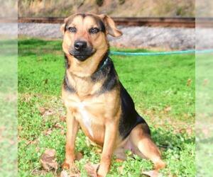 Small German Shepherd Dog Mix