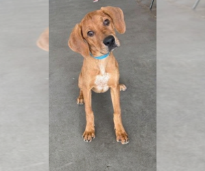 Labrador Retriever-Unknown Mix Dogs for adoption in Genesee, WI, USA