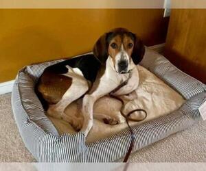Treeing Walker Coonhound Dogs for adoption in Germantown, OH, USA