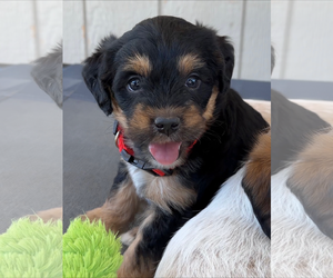 Australian Shepherd-Unknown Mix Dogs for adoption in Green Forest, AR, USA