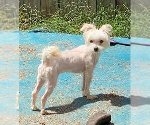 Maltese Dogs for adoption in Rock Hill, SC, USA