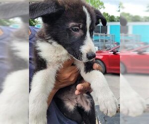 Collie-German Shepherd Dog Mix Dogs for adoption in Houston, TX, USA