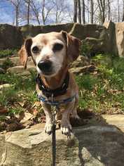 Dachshund Dogs for adoption in Accident, MD, USA