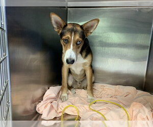 Basenji-Unknown Mix Dogs for adoption in Grand Prairie, TX, USA