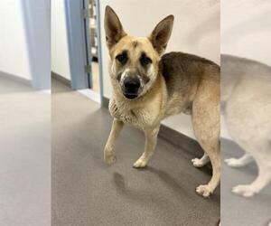 German Shepherd Dog Dogs for adoption in HESPERIA, CA, USA