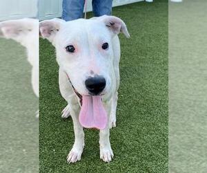 American Pit Bull Terrier-Unknown Mix Dogs for adoption in Fayetteville, NC, USA