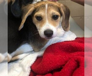 Mutt Dogs for adoption in Gadsden, AL, USA