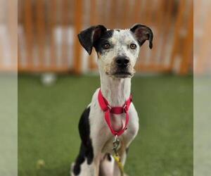 Mutt Dogs for adoption in Las Vegas, NV, USA