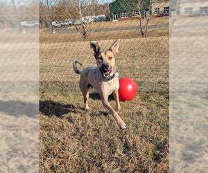 Shepradors Dogs for adoption in Forestville, MD, USA