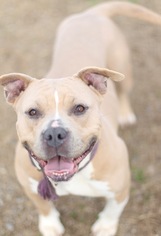 American Pit Bull Terrier Dogs for adoption in Fresno, CA, USA