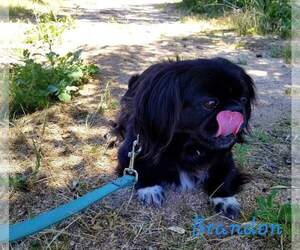 Pekingese Dogs for adoption in Encino, CA, USA