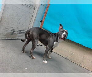 American Pit Bull Terrier Dogs for adoption in Downey, CA, USA