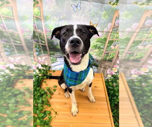 American Bulldog-Labrador Retriever Mix Dogs for adoption in Bryant, AR, USA