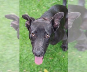 Labrador Retriever-Unknown Mix Dogs for adoption in Miami, FL, USA