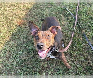 Mutt Dogs for adoption in Ocala, FL, USA