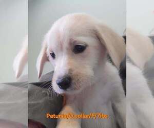 Great Pyrenees-Unknown Mix Dogs for adoption in Aurora, IN, USA