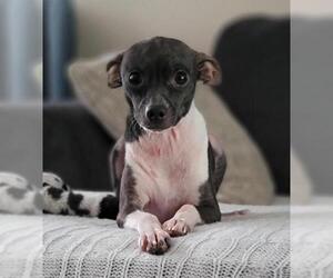 Italian Greyhuahua Dogs for adoption in Sanford, FL, USA