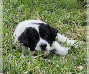 English Springer Spaniel-Unknown Mix Dogs for adoption in San Antonio, TX, USA