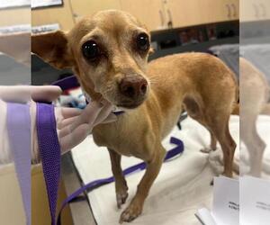 Chihuahua Dogs for adoption in Riverside, CA, USA