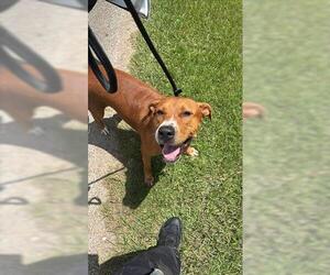 Rhodesian Ridgeback Dogs for adoption in Houston, TX, USA