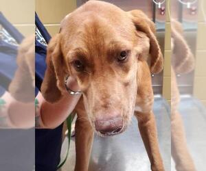 Bloodhound Dogs for adoption in Rockaway, NJ, USA