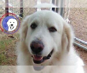 Great Pyrenees Dogs for adoption in Spring, TX, USA