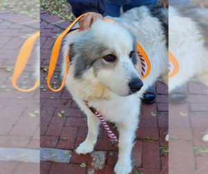 Great Pyrenees Dogs for adoption in Washington, DC, USA