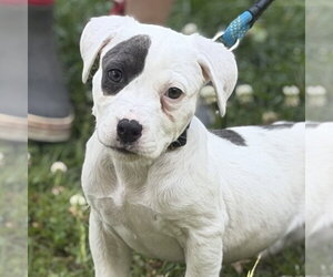 Labrador Retriever Dogs for adoption in Yardley, PA, USA