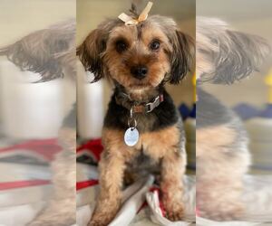 Mutt Dogs for adoption in Pacolet, SC, USA