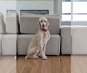 Medium Photo #7 Mutt Puppy For Sale in Mooresville, NC, USA