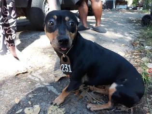 Chihuahua-Labrador Retriever Mix Dogs for adoption in Houston, TX, USA