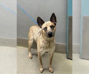 Mutt Dogs for adoption in Las Vegas, NV, USA