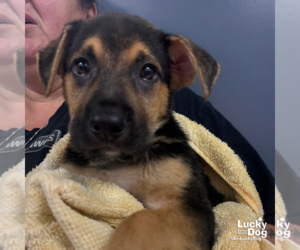 Retriever -Unknown Mix Dogs for adoption in Washington, DC, USA