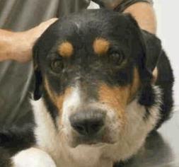 Medium Photo #1 Greater Swiss Mountain Dog-Unknown Mix Puppy For Sale in Austin, TX, USA