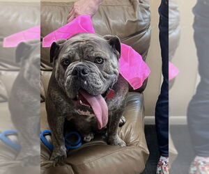 Bulldog Dogs for adoption in Mt. Laurel, NJ, USA
