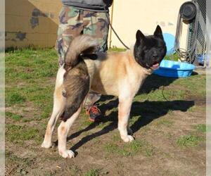Akita Dogs for adoption in Louisville, KY, USA