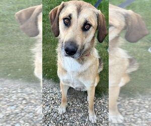 Mutt Dogs for adoption in Calgary, Alberta, Canada