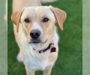 Labrador Retriever-Unknown Mix Dogs for adoption in San Diego, CA, USA