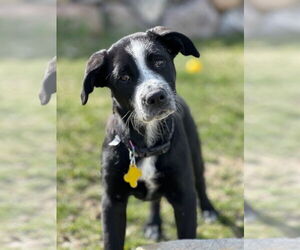 Mutt Dogs for adoption in Sandy, UT, USA