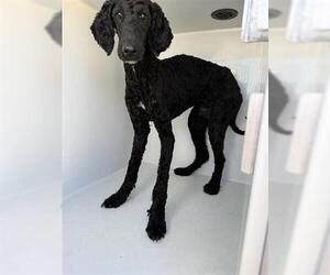 Poodle (Standard) Dogs for adoption in Houston, TX, USA