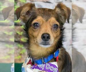 Chihuahua-Spaniel Mix Dogs for adoption in Kennesaw, GA, USA
