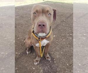 American Staffordshire Terrier-Unknown Mix Dogs for adoption in San Antonio, TX, USA