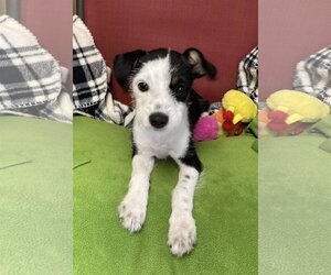 Jack-Rat Terrier Dogs for adoption in Pleasanton, TX, USA