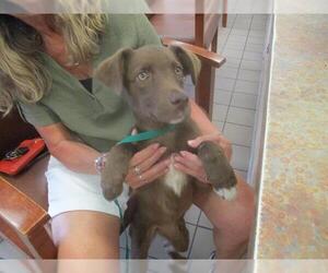 Australian Shepherd-Unknown Mix Dogs for adoption in Ocala, FL, USA