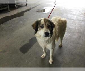 Great Pyrenees-Unknown Mix Dogs for adoption in Riverside, CA, USA